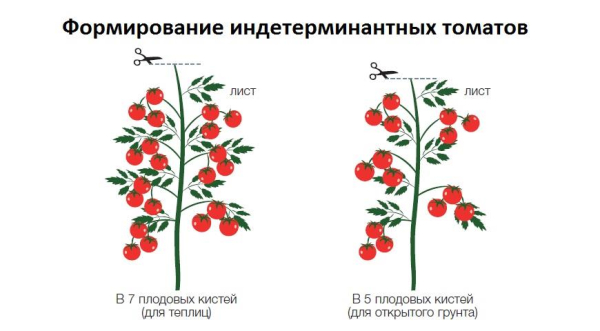 Вершкование томатов, из-за чего возникает и как решить проблему