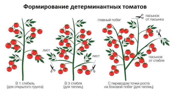 Вершкование томатов, из-за чего возникает и как решить проблему