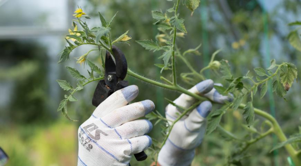 Лунный посевной календарь садовода, цветовода и огородника на июль 2025 года