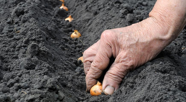 Когда и как сажать лук и чеснок осенью по Лунному календарю 2025 года