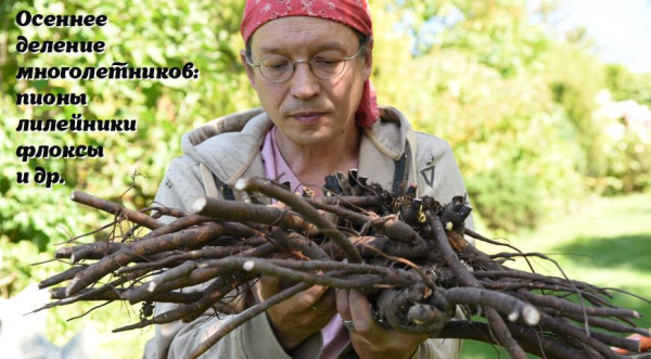 Лунный посевной календарь садовода, цветовода и огородника на сентябрь 2025 года