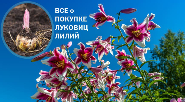 Лунный посевной календарь садовода, цветовода и огородника на сентябрь 2025 года